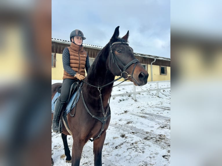 Hungarian Sport Horse Gelding 11 years 16 hh Bay-Dark in Pelmberg