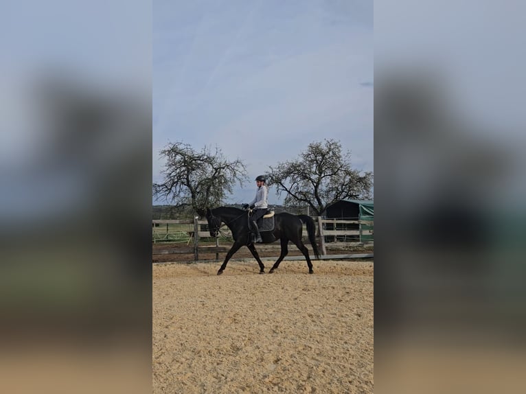 Hungarian Sport Horse Gelding 11 years 16 hh Black in Hetzles