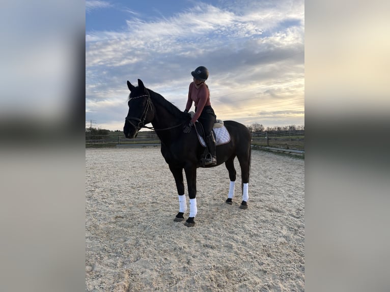 Hungarian Sport Horse Gelding 11 years 16 hh Black in Hetzles