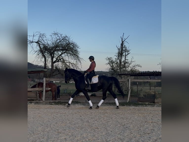 Hungarian Sport Horse Gelding 11 years 16 hh Black in Hetzles