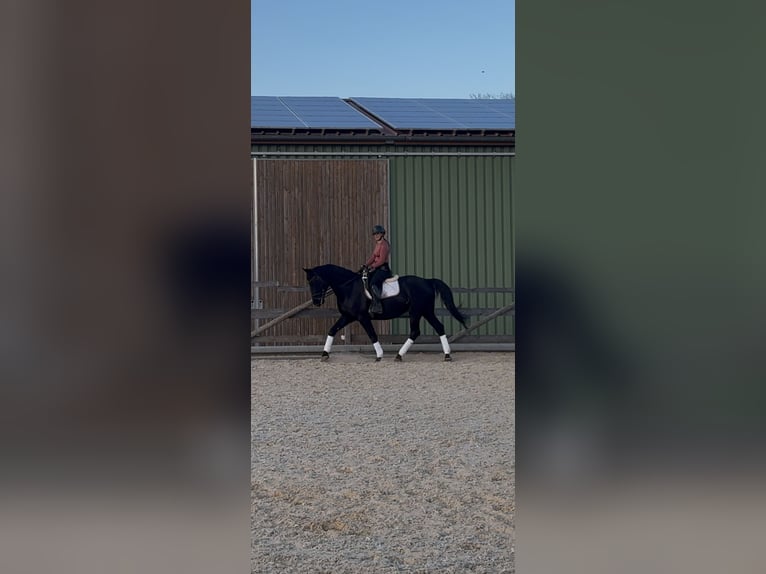 Hungarian Sport Horse Gelding 11 years 16 hh Black in Hetzles