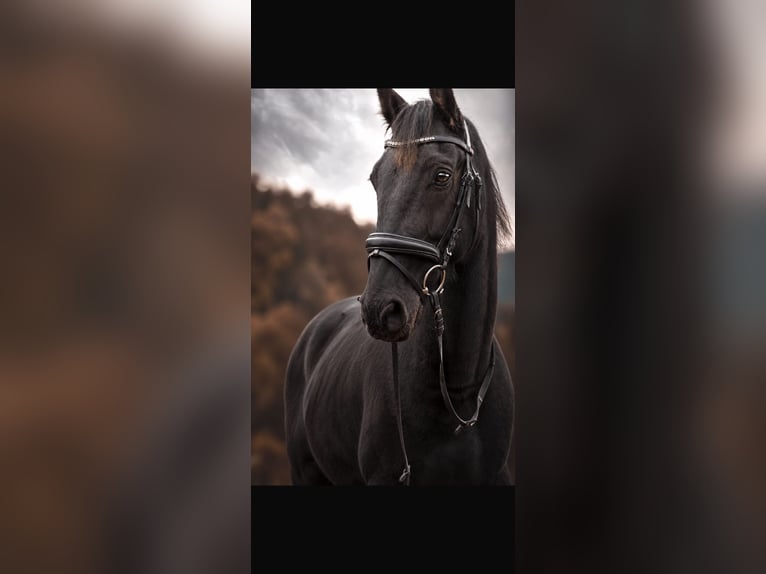 Hungarian Sport Horse Gelding 11 years 16 hh Black in St. Georgen Am walde
