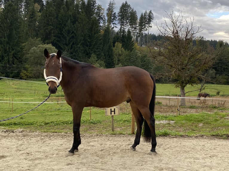 Hungarian Sport Horse Gelding 11 years 16 hh Brown in Graz Hungarian Sport Horse Gelding 11 years 16 hh Brown in Graz
