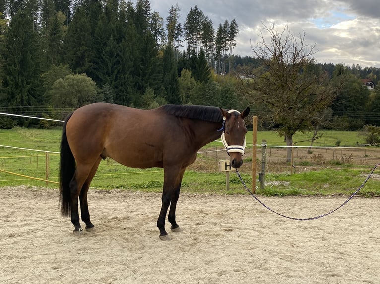 Hungarian Sport Horse Gelding 11 years 16 hh Brown in Graz Hungarian Sport Horse Gelding 11 years 16 hh Brown in Graz