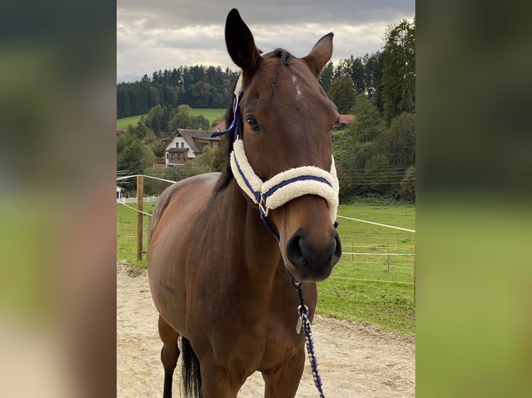 Hungarian Sport Horse Gelding 11 years 16 hh Brown in Graz Hungarian Sport Horse Gelding 11 years 16 hh Brown in Graz