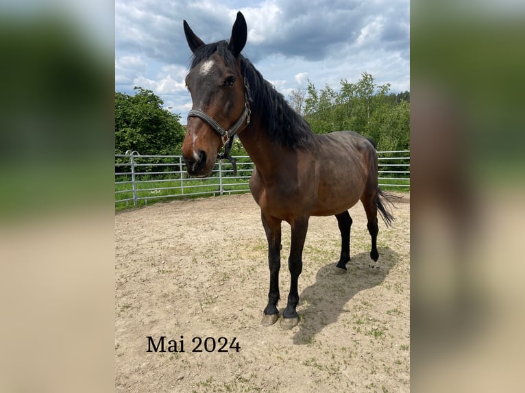 Hungarian Sport Horse Mix Gelding 11 years 16 hh Brown in Weiden