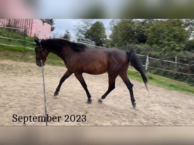 Hungarian Sport Horse Mix Gelding 11 years 16 hh Brown in Weiden