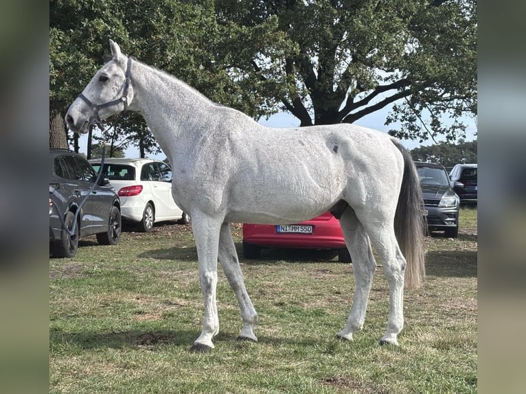 Hungarian Sport Horse Gelding 11 years 17.1 hh Grey in Borstel