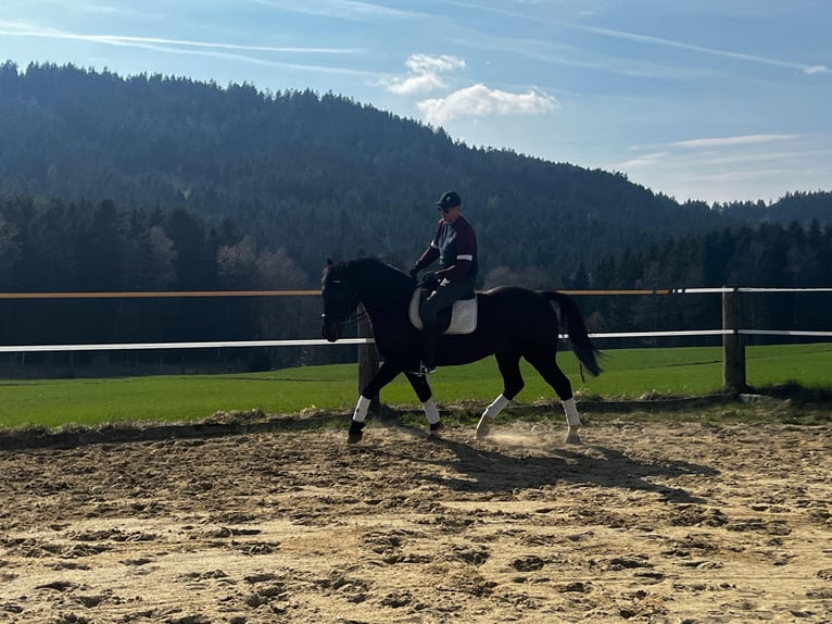 Hungarian Sport Horse Gelding 11 years in St.Oswald