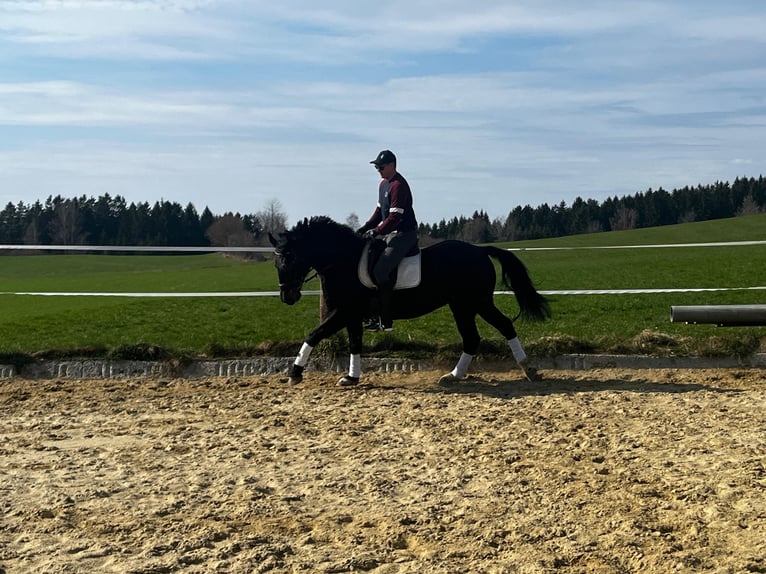 Hungarian Sport Horse Gelding 11 years in St.Oswald