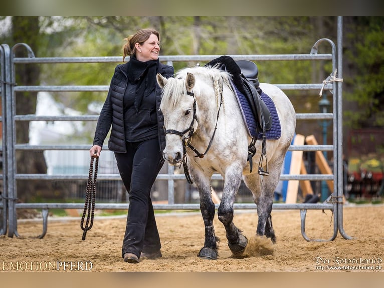 Hungarian Sport Horse Gelding 12 years 13.1 hh Grey in Krefeld