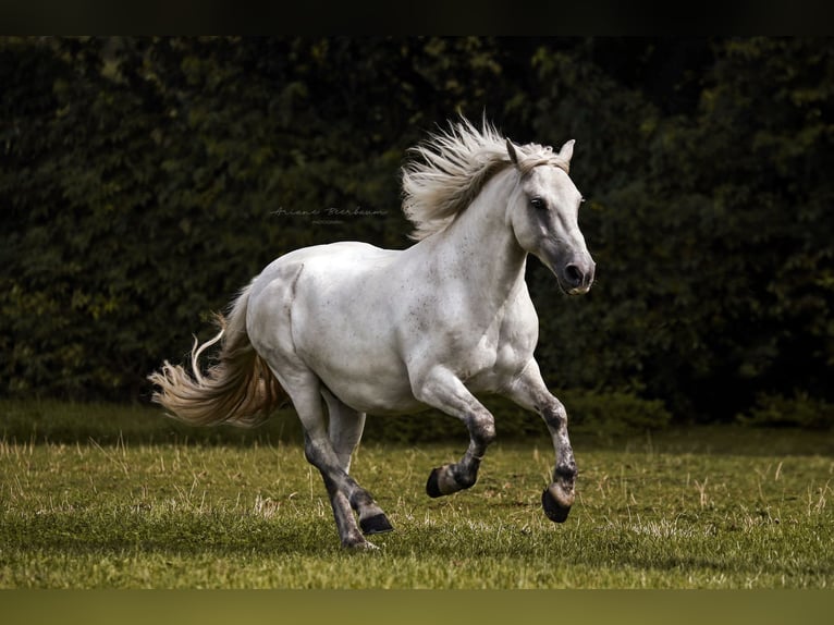 Hungarian Sport Horse Gelding 12 years 13.1 hh Grey in Krefeld