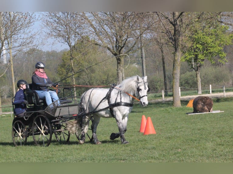 Hungarian Sport Horse Gelding 12 years 13.1 hh Grey in Krefeld