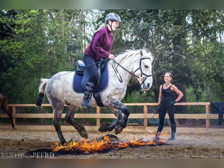 Hungarian Sport Horse Gelding 12 years 13.1 hh Grey in Krefeld