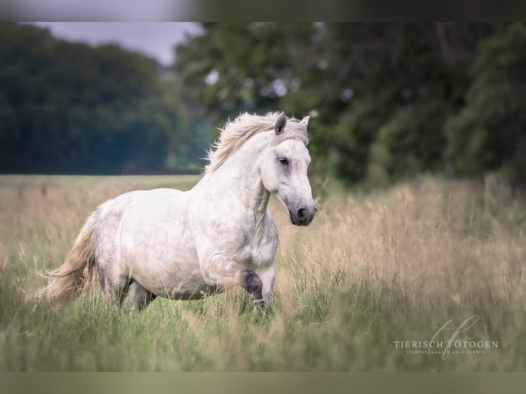 Hungarian Sport Horse Gelding 12 years 13.1 hh Grey in Krefeld