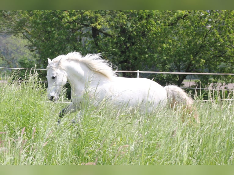 Hungarian Sport Horse Gelding 12 years 13,1 hh Grey in Krefeld