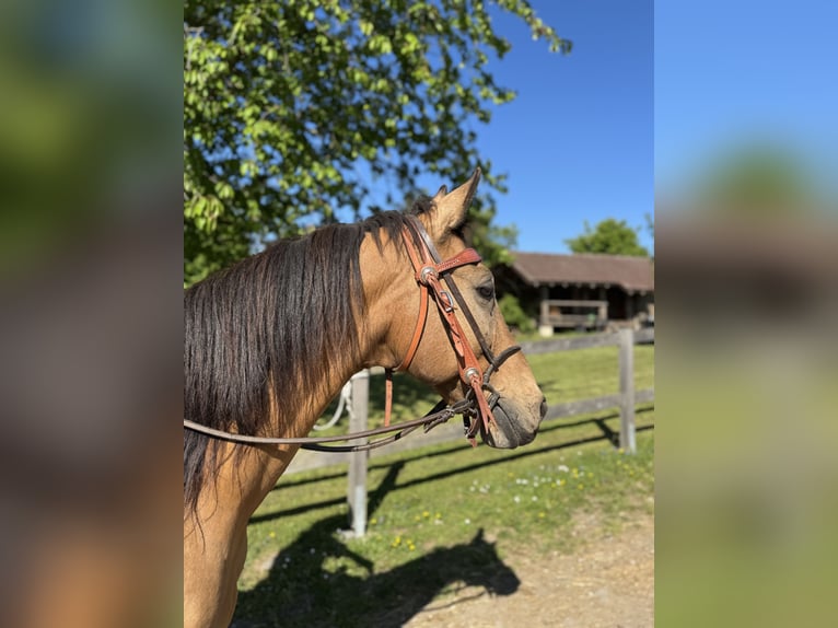 Hungarian Sport Horse Mix Gelding 12 years 14.2 hh Dun in Taufkirchen (Vils)