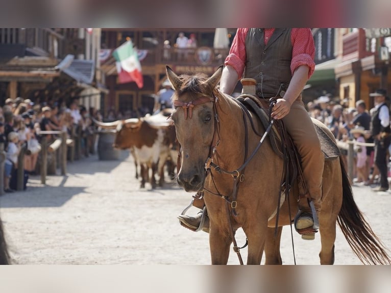 Hungarian Sport Horse Mix Gelding 12 years 14,2 hh Dun in Taufkirchen (Vils)