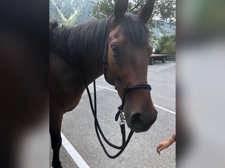 Hungarian Sport Horse Gelding 12 years 15,2 hh Brown in Maurach