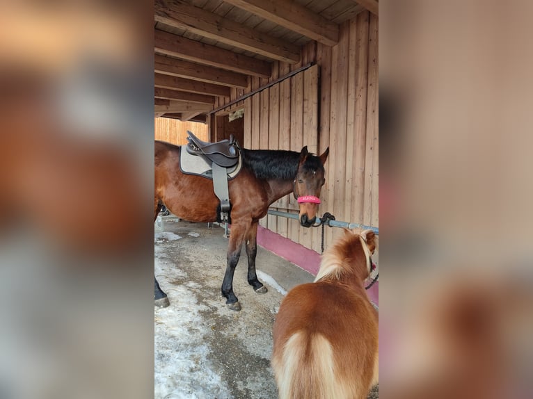 Hungarian Sport Horse Gelding 12 years 15,2 hh Brown in Maurach