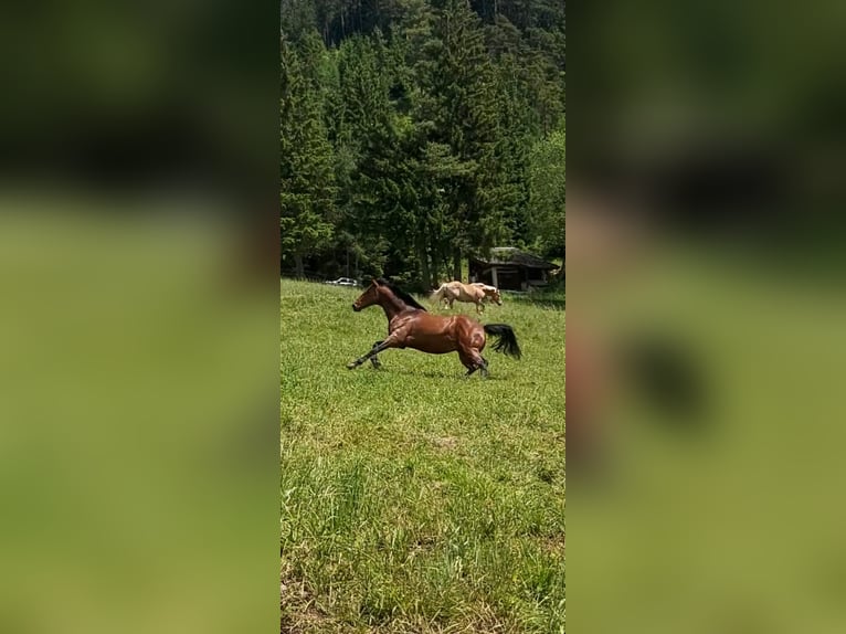 Hungarian Sport Horse Gelding 12 years 15,2 hh Brown in Maurach