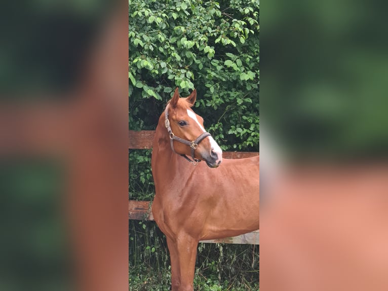 Hungarian Sport Horse Gelding 12 years 15,3 hh Chestnut-Red in Lanzendorf