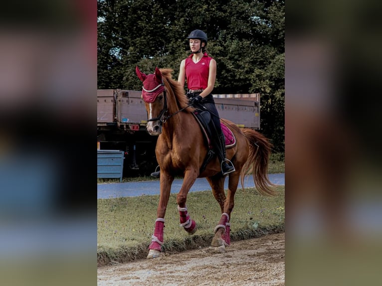 Hungarian Sport Horse Gelding 12 years 15,3 hh Chestnut-Red in Lanzendorf