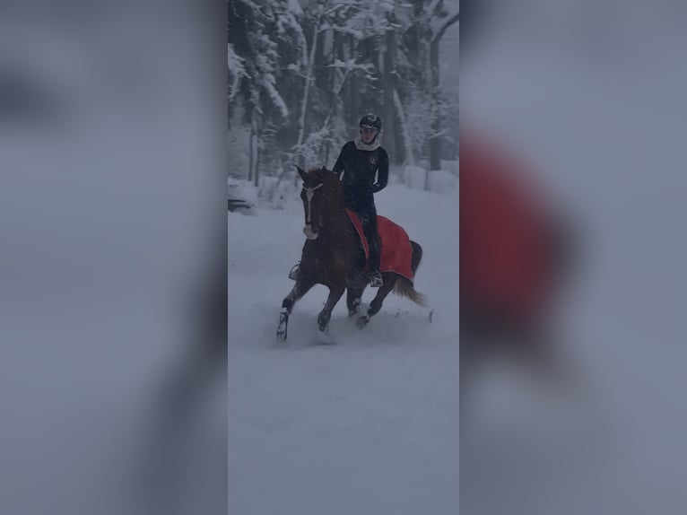 Hungarian Sport Horse Gelding 12 years 15,3 hh Chestnut-Red in Lanzendorf