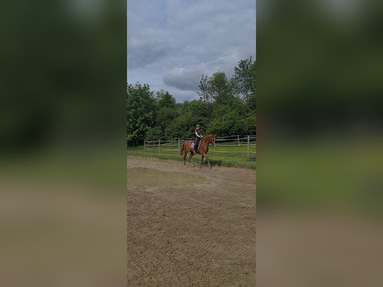 Hungarian Sport Horse Gelding 12 years 15,3 hh Chestnut-Red in Lanzendorf