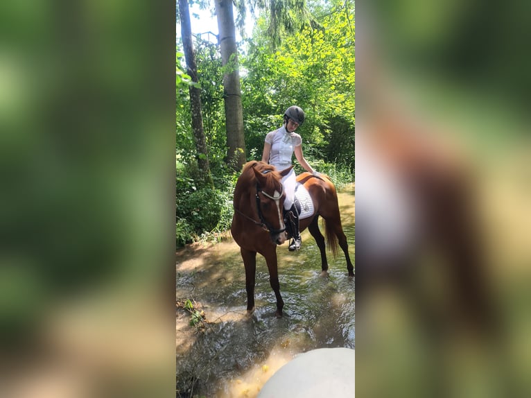 Hungarian Sport Horse Gelding 12 years 15,3 hh Chestnut-Red in Lanzendorf