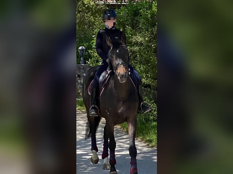 Hungarian Sport Horse Gelding 12 years 16,1 hh Bay-Dark in Holzkirchen