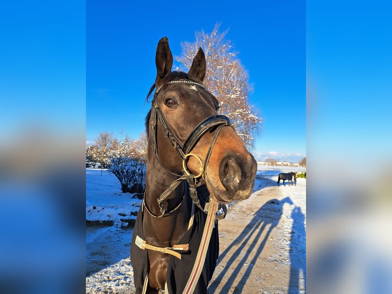 Hungarian Sport Horse Gelding 12 years 16,1 hh Bay-Dark in Holzkirchen