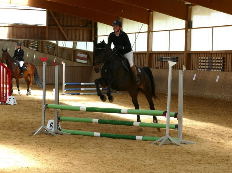 Hungarian Sport Horse Gelding 12 years 16,1 hh Bay-Dark in Holzkirchen