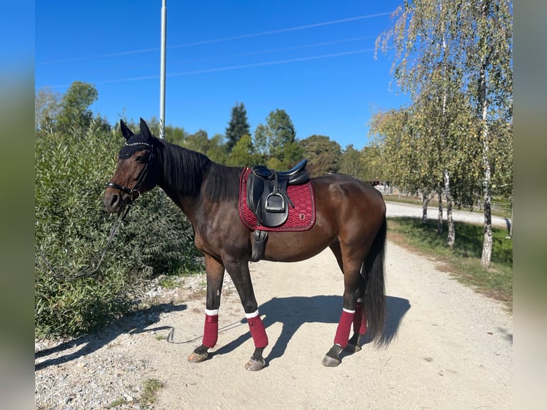 Hungarian Sport Horse Gelding 12 years 16.1 hh Brown in Söding Mooskirchen
