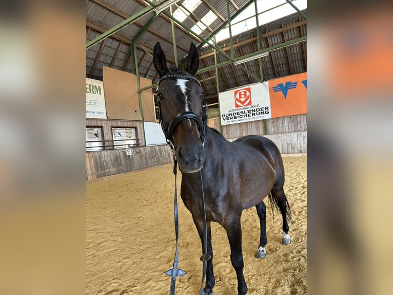 Hungarian Sport Horse Gelding 12 years 16,2 hh Bay-Dark in Zwettl Hungarian Sport Horse Gelding 12 years 16,2 hh Bay-Dark in Zwettl