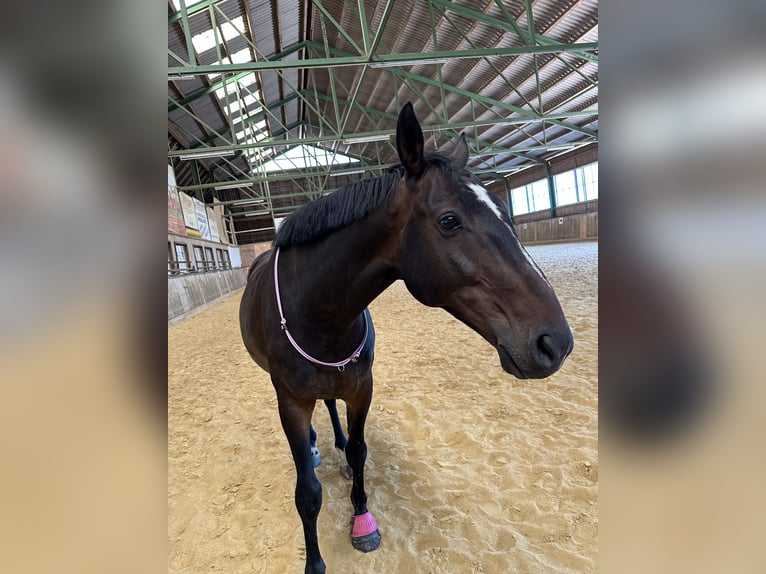 Hungarian Sport Horse Gelding 12 years 16,2 hh Bay-Dark in Zwettl Hungarian Sport Horse Gelding 12 years 16,2 hh Bay-Dark in Zwettl