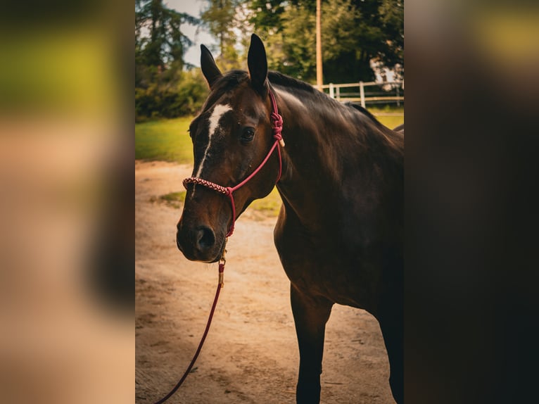 Hungarian Sport Horse Gelding 12 years 16,2 hh Bay-Dark in Zwettl Hungarian Sport Horse Gelding 12 years 16,2 hh Bay-Dark in Zwettl