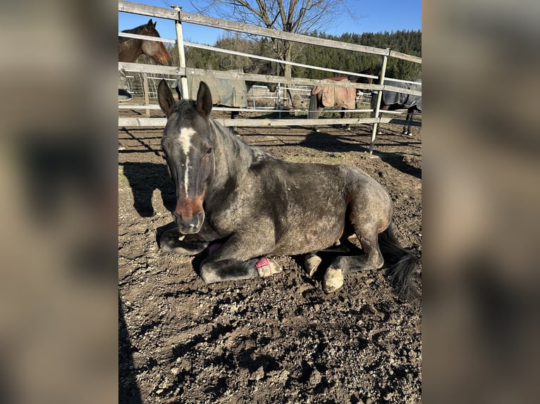 Hungarian Sport Horse Gelding 12 years 16,2 hh Bay-Dark in Zwettl Hungarian Sport Horse Gelding 12 years 16,2 hh Bay-Dark in Zwettl