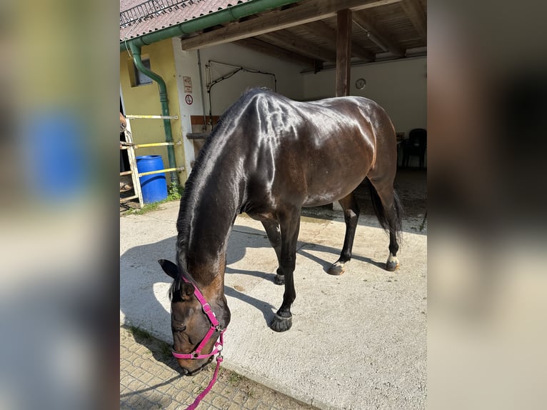 Hungarian Sport Horse Gelding 12 years 16,2 hh Bay-Dark in Zwettl Hungarian Sport Horse Gelding 12 years 16,2 hh Bay-Dark in Zwettl