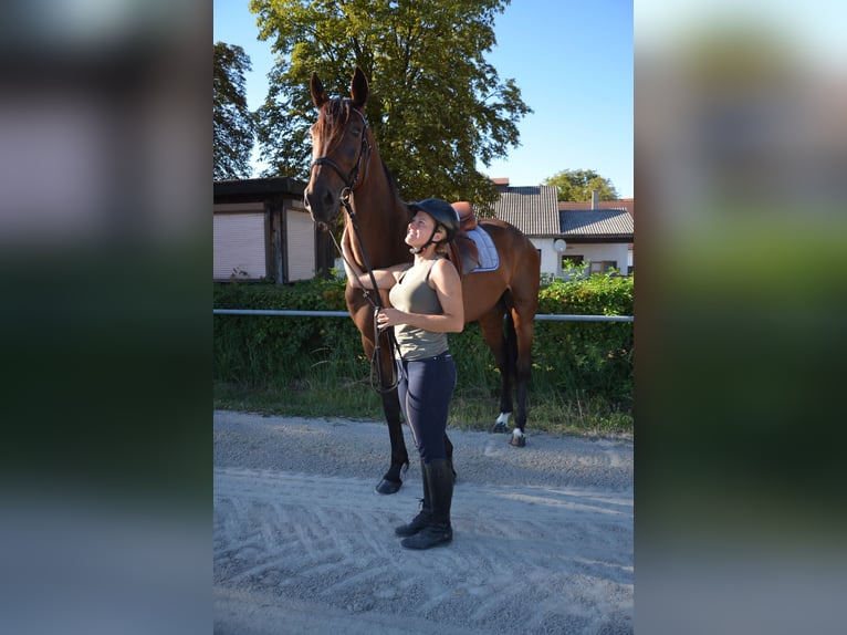 Hungarian Sport Horse Gelding 12 years 17 hh Brown in Mühldorf am Inn