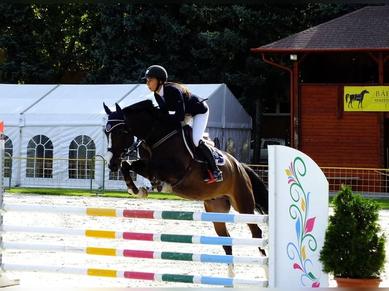 Hungarian Sport Horse Gelding 12 years Bay in Mosonmagyaróvár