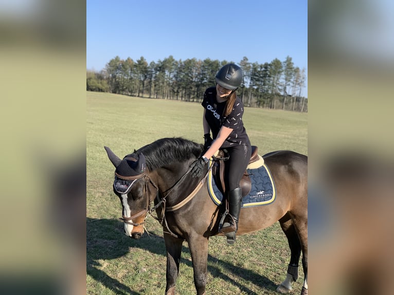 Hungarian Sport Horse Gelding 12 years Bay in Mosonmagyaróvár