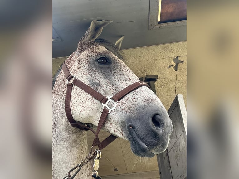 Hungarian Sport Horse Gelding 12 years Gray-Fleabitten in Sonceboz