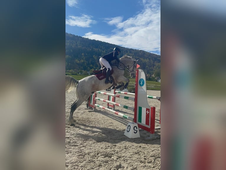 Hungarian Sport Horse Gelding 12 years Gray-Fleabitten in Sonceboz