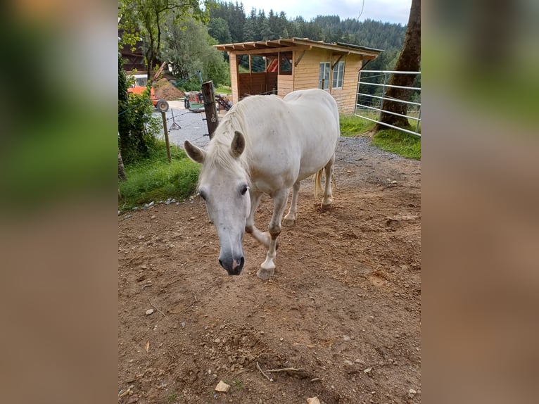 Hungarian Sport Horse Gelding 13 years 14,2 hh Gray in EDELSCHROTT