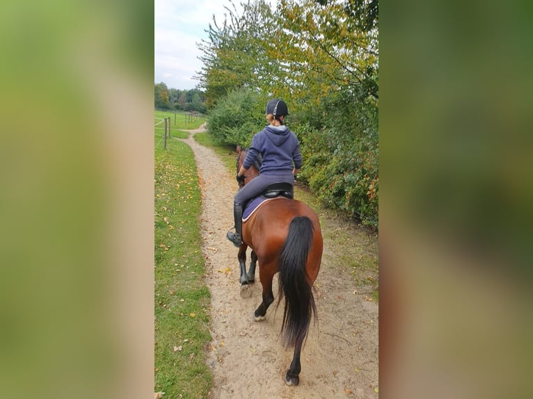 Hungarian Sport Horse Gelding 13 years 15.1 hh Brown in Ahlen