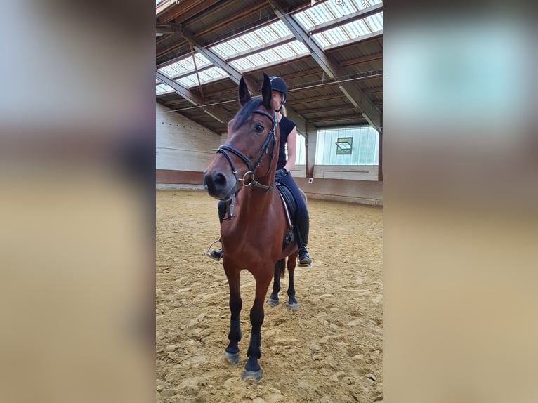 Hungarian Sport Horse Gelding 13 years 15.1 hh Brown in Ahlen