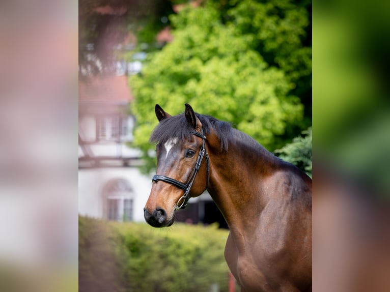 Hungarian Sport Horse Gelding 13 years 16.1 hh Bay in Wałbrzych