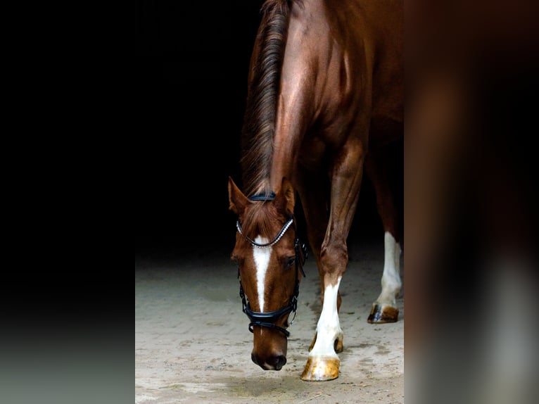 Hungarian Sport Horse Gelding 13 years 16.1 hh Chestnut-Red in Esslingen am Neckar