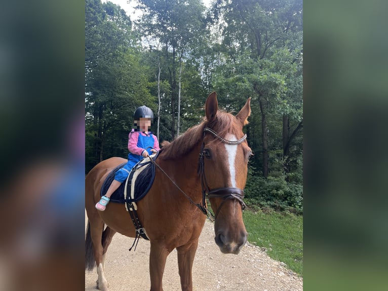 Hungarian Sport Horse Gelding 13 years 16.1 hh Chestnut-Red in Esslingen am Neckar
